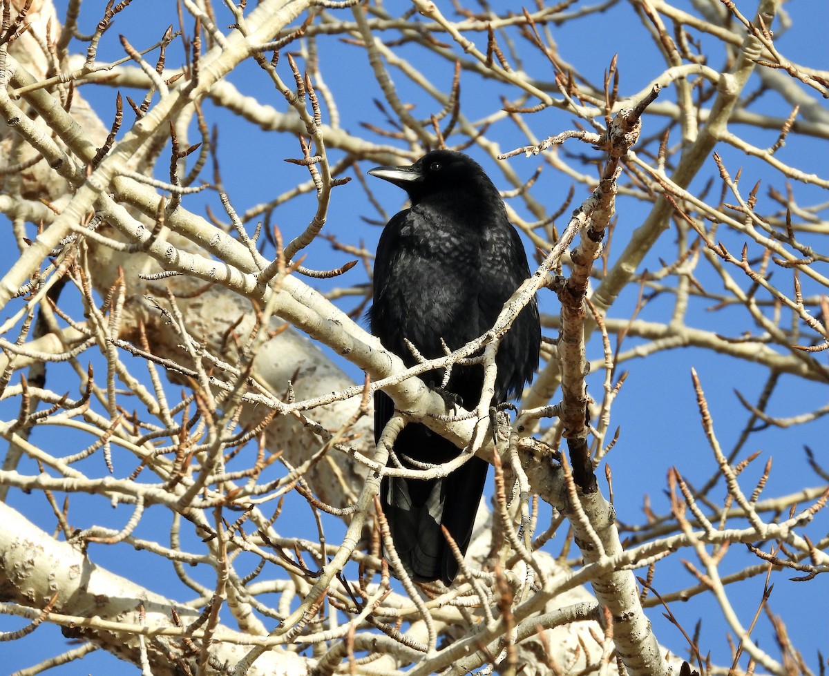 American Crow - ML611330471