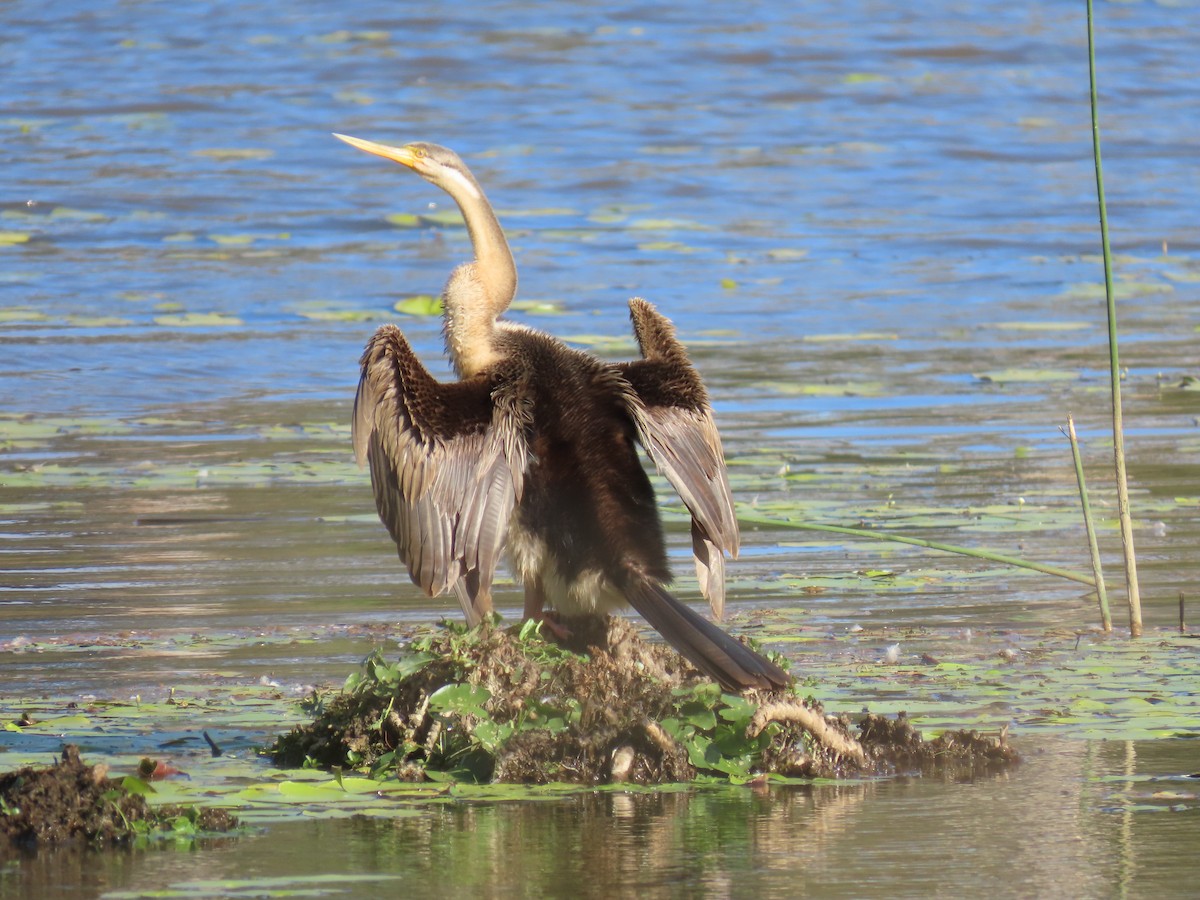 anhinga australská - ML611330548