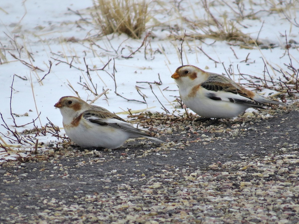 Snow Bunting - ML611330563