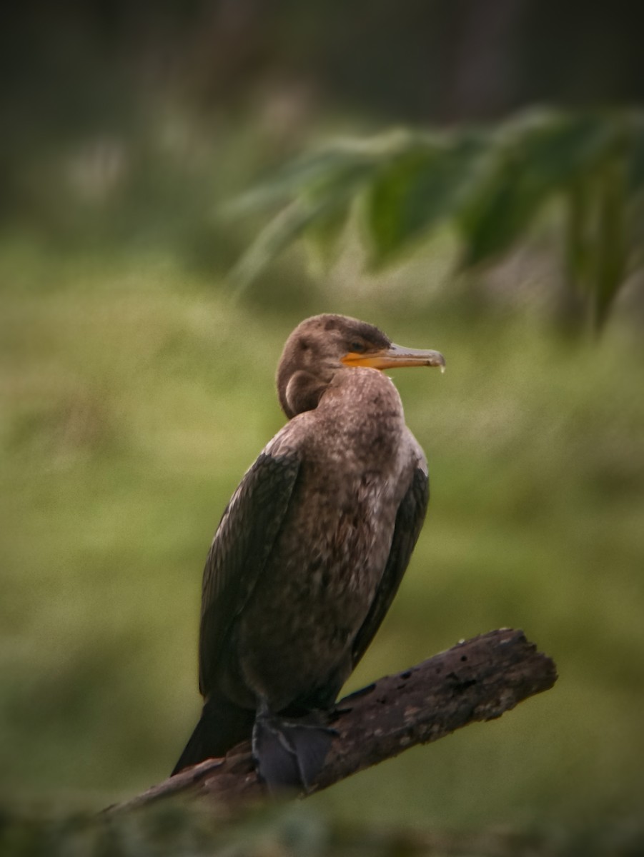 Neotropic Cormorant - ML611330589