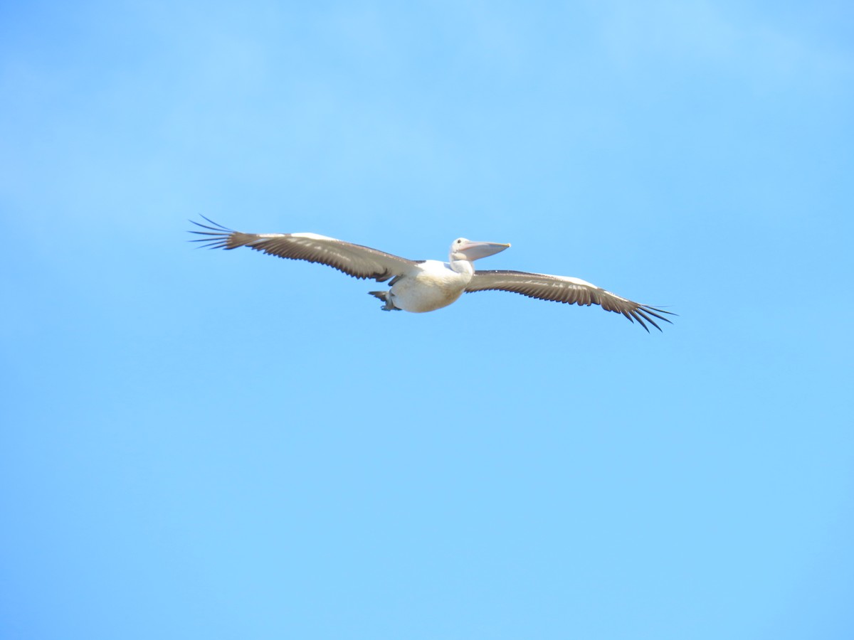 Australian Pelican - ML611330598