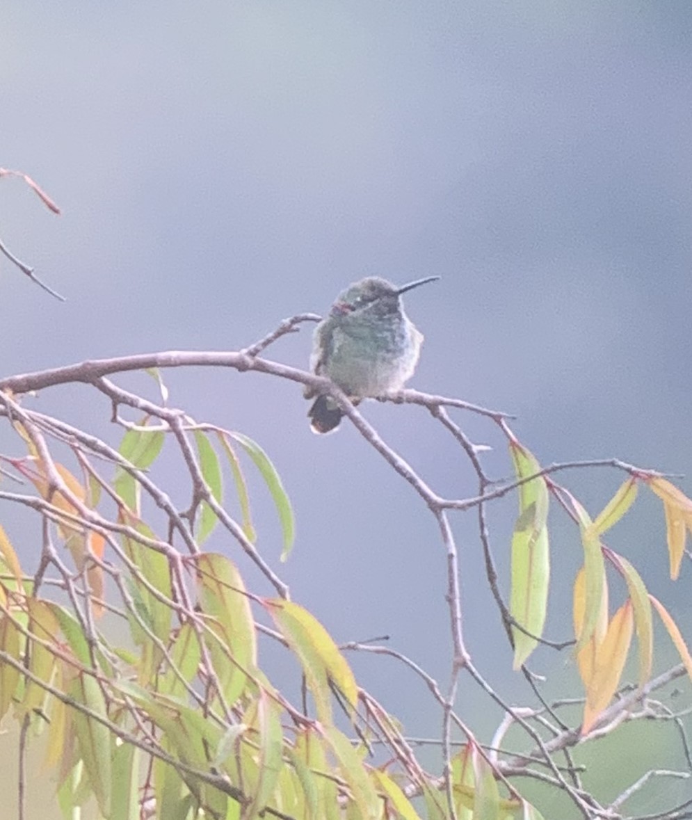 White-vented Violetear - ML611330601