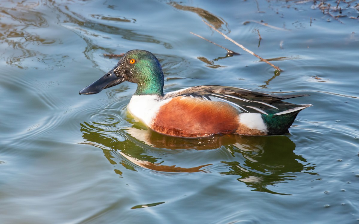 Northern Shoveler - Andrés  Rojas Sánchez