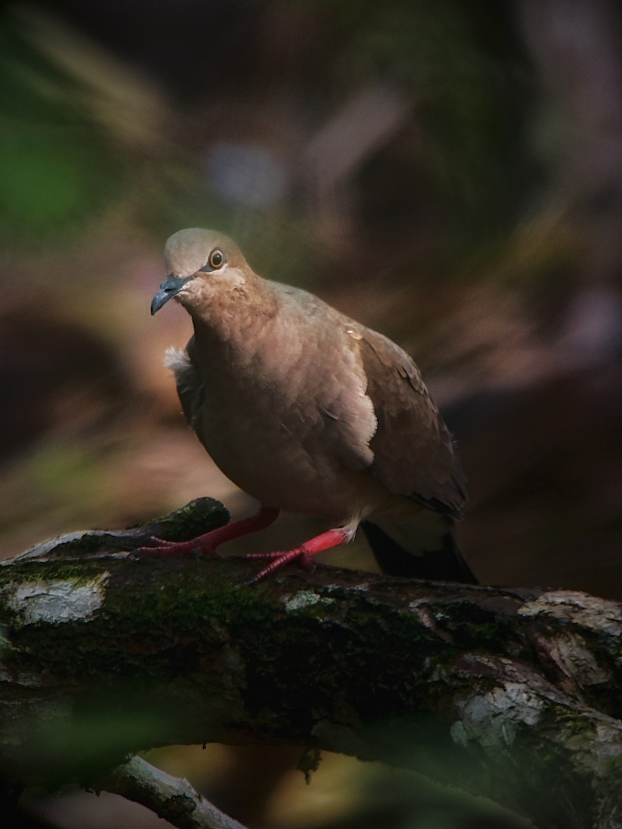 White-tipped Dove - ML611330658