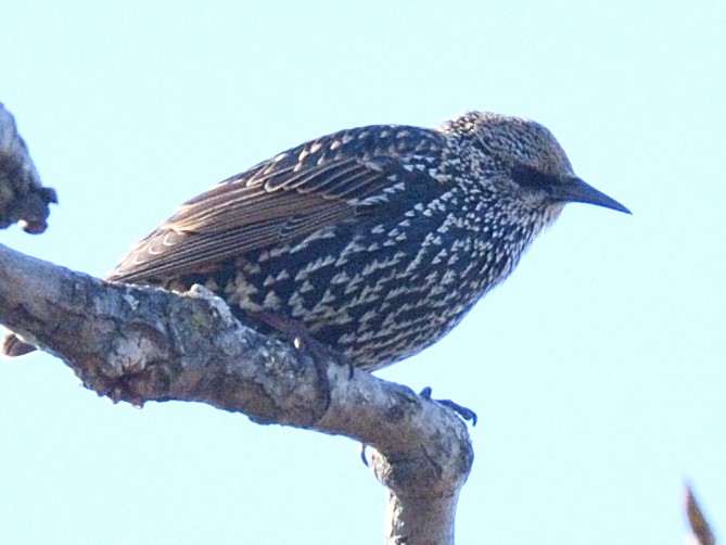 European Starling - Colin Fisher