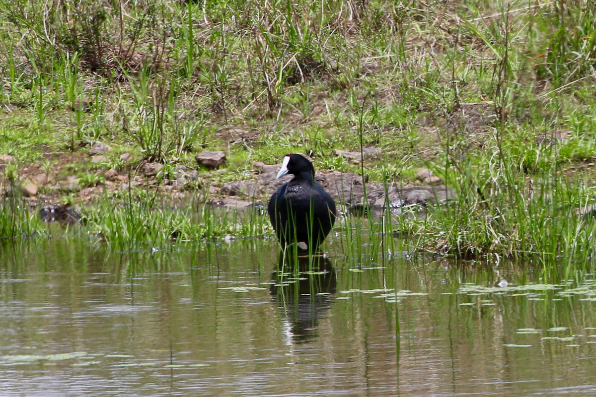 Foulque à crête - ML611330809