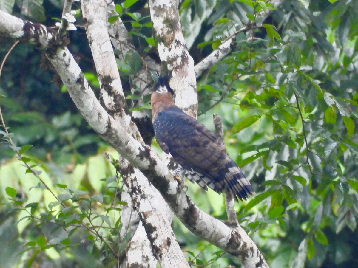 Ornate Hawk-Eagle - ML611330928