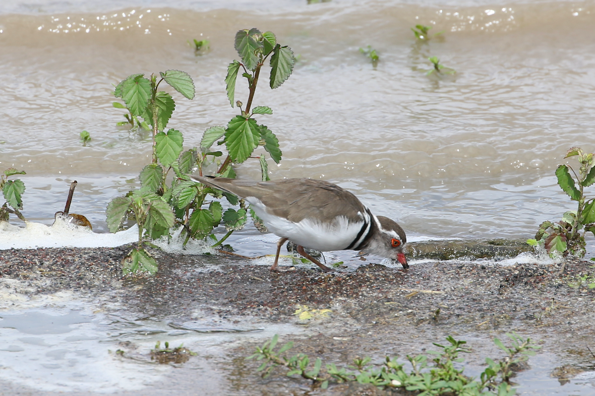 Three-banded Plover - Matthew Eisenson