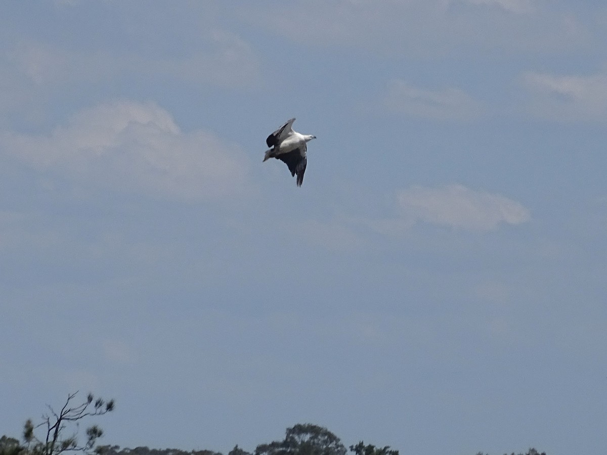 White-bellied Sea-Eagle - ML611331018