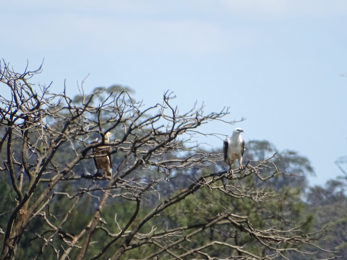 White-bellied Sea-Eagle - Richard Murray