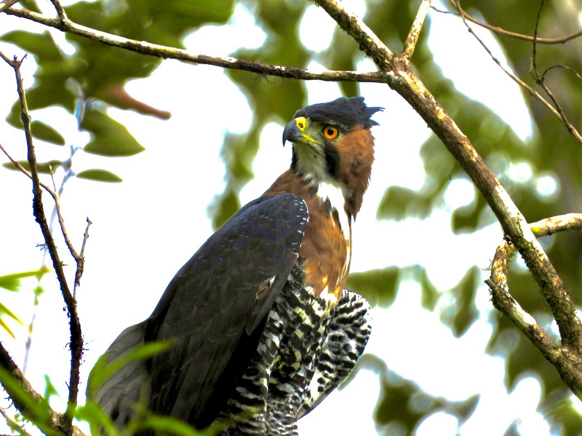 Ornate Hawk-Eagle - ML611331074