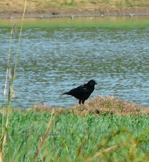 American Crow - ML611331099