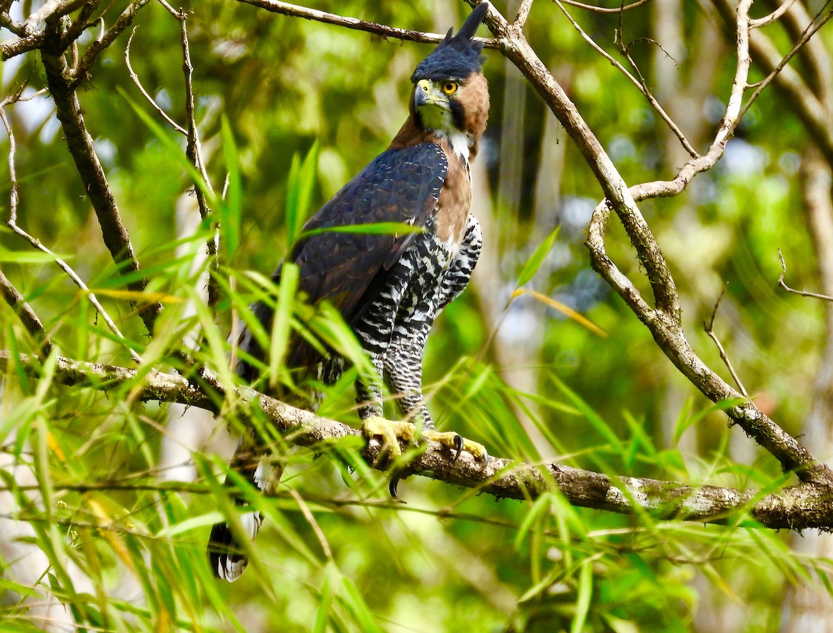 Ornate Hawk-Eagle - ML611331121
