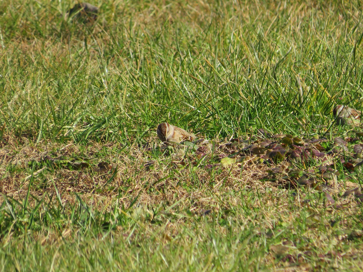 American Tree Sparrow - ML611331181