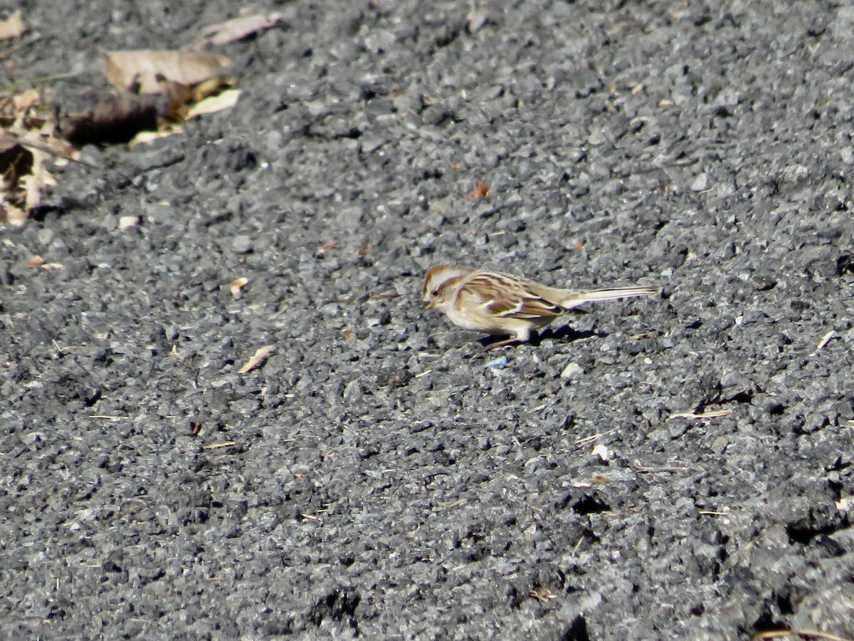 American Tree Sparrow - ML611331188