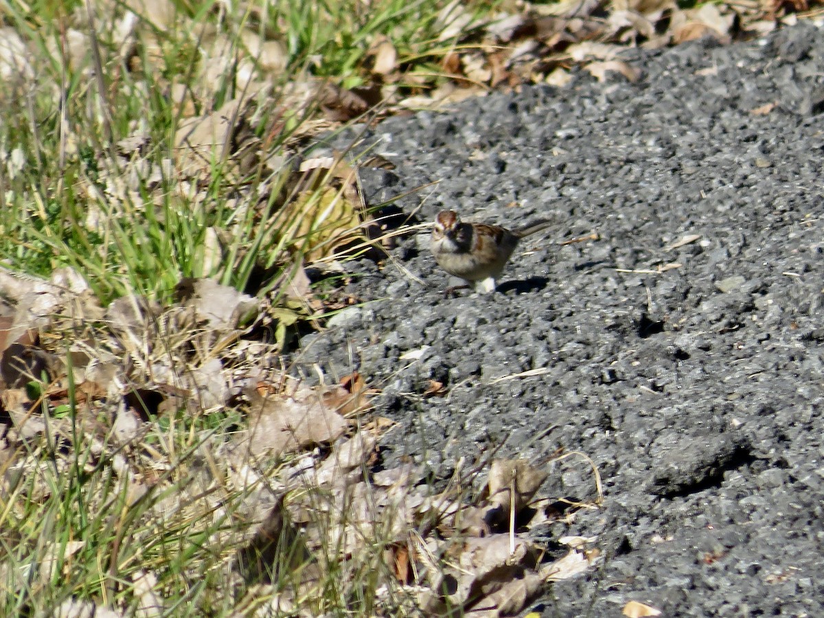 American Tree Sparrow - ML611331191