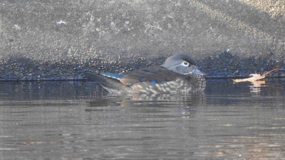 Wood Duck - ML611331201
