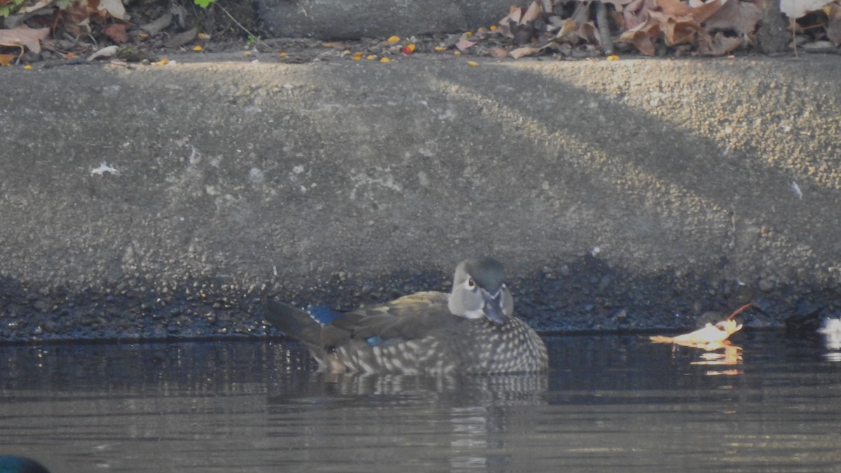 Wood Duck - ML611331231