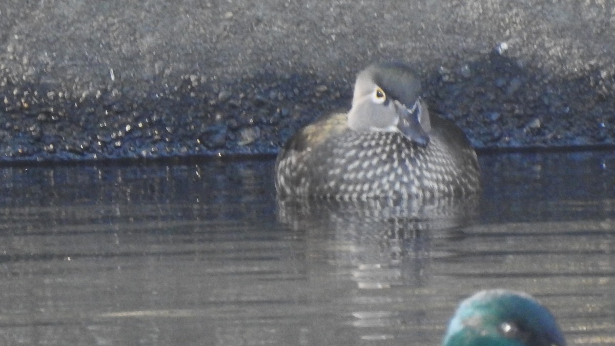 Wood Duck - ML611331255
