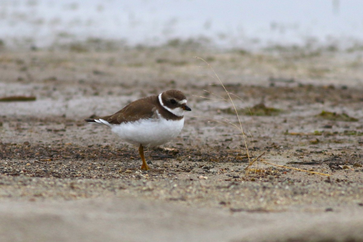 Semipalmated Plover - ML611331277