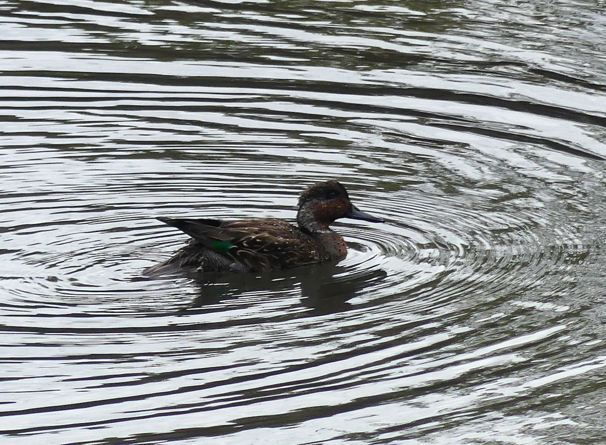 Green-winged Teal - ML611331317