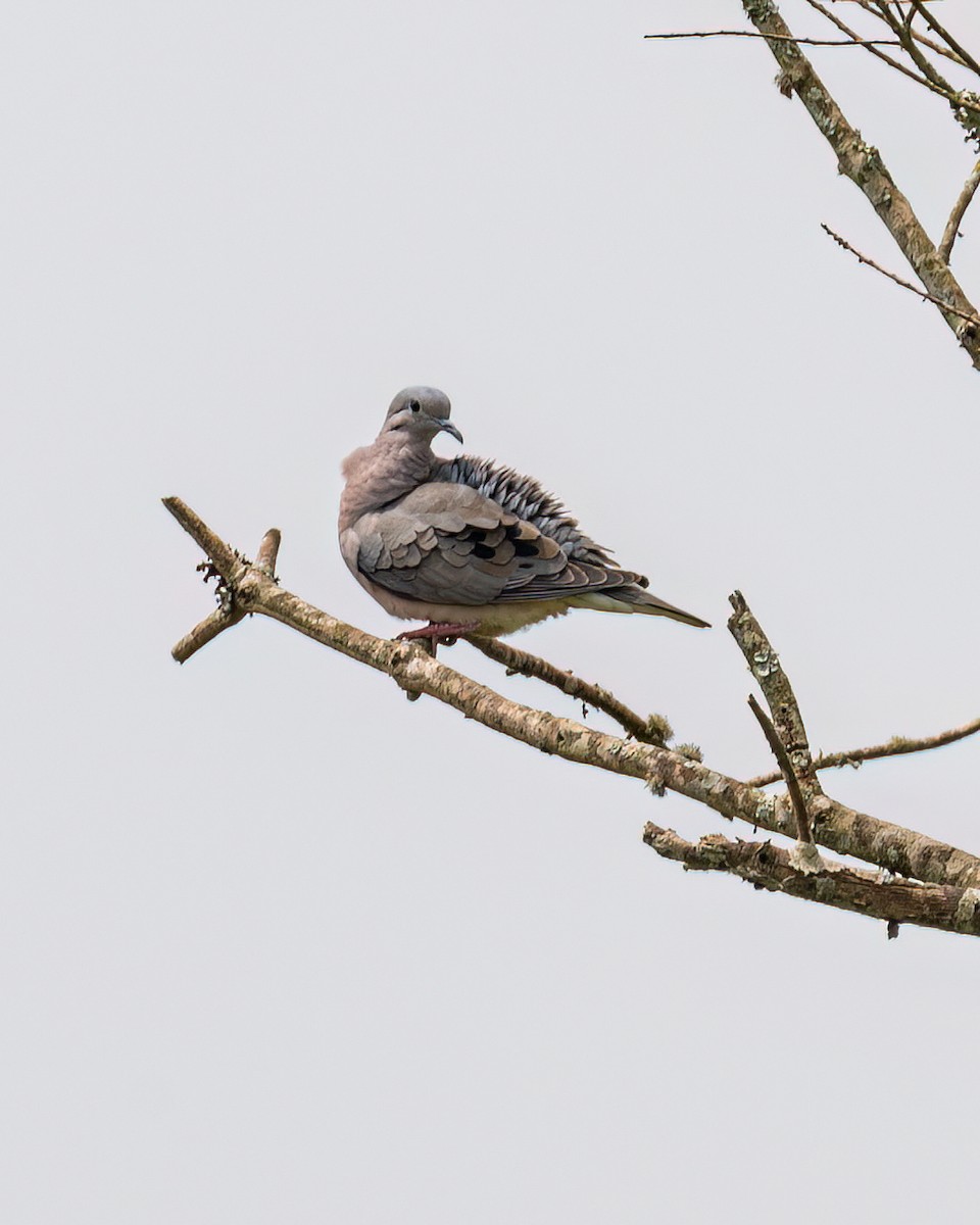 Eared Dove - Victor Pássaro