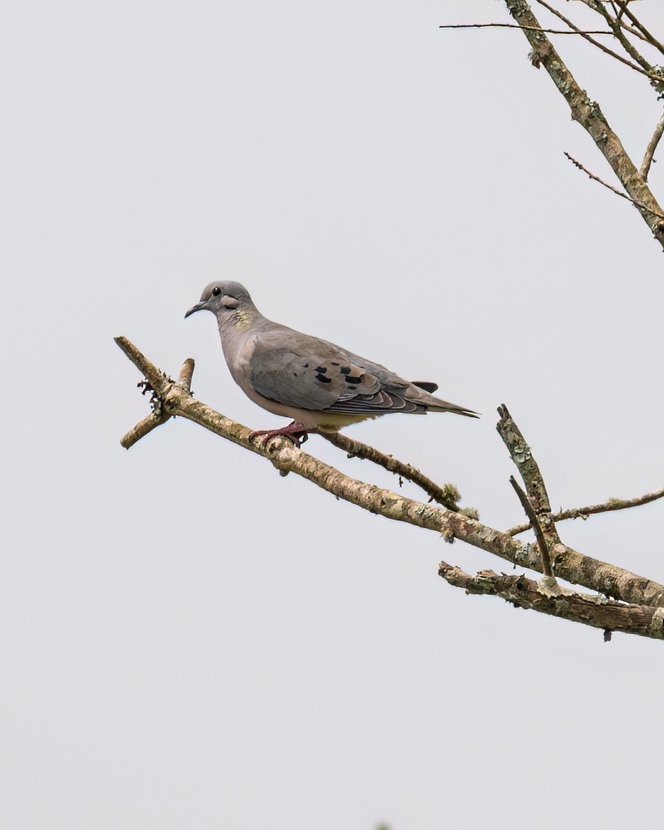 Eared Dove - ML611331432