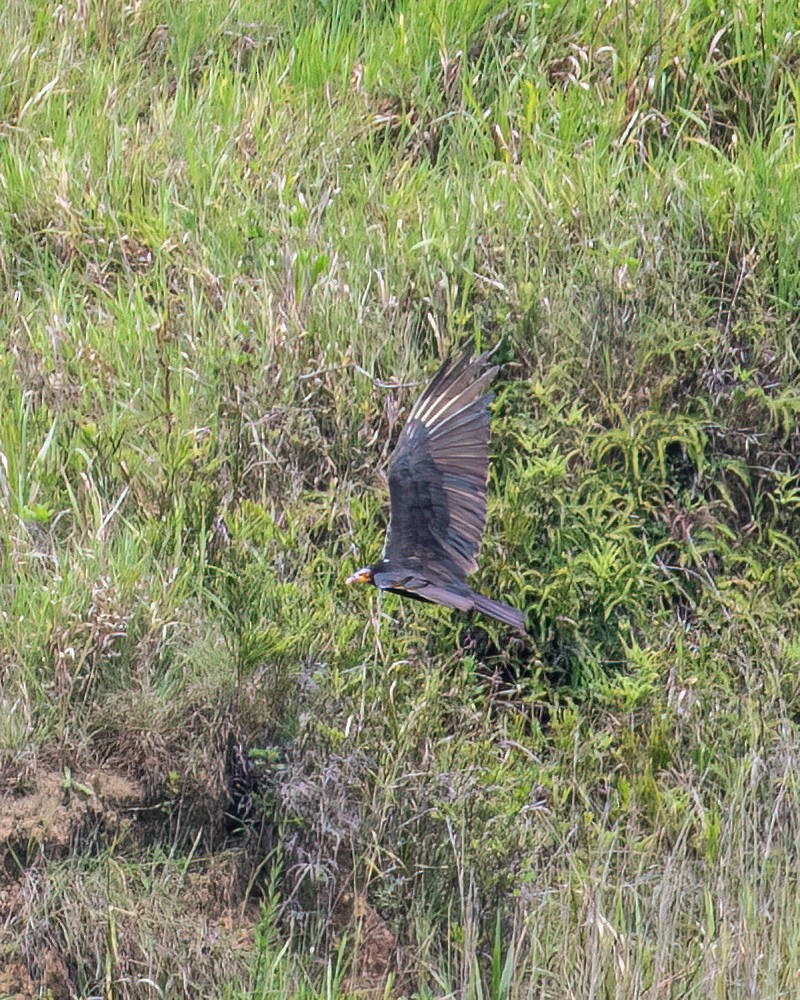 Lesser Yellow-headed Vulture - ML611331449