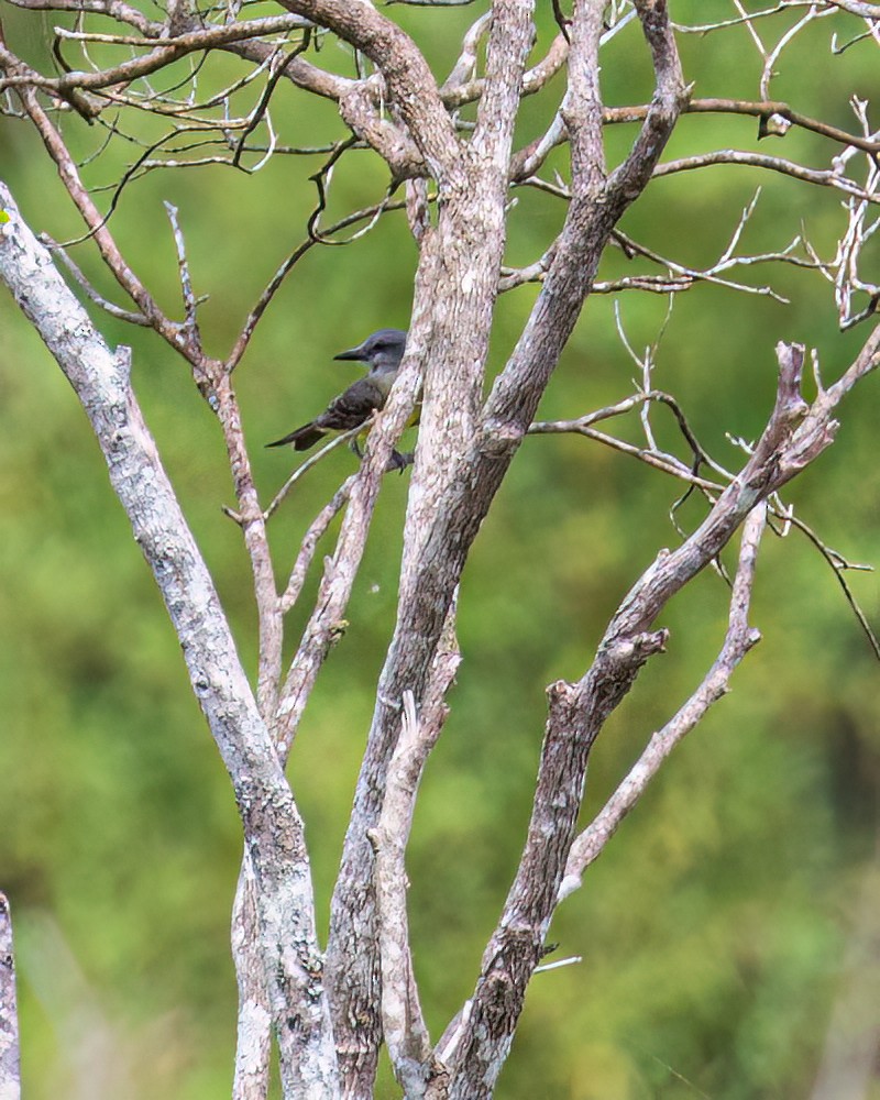 Tropical Kingbird - ML611331481