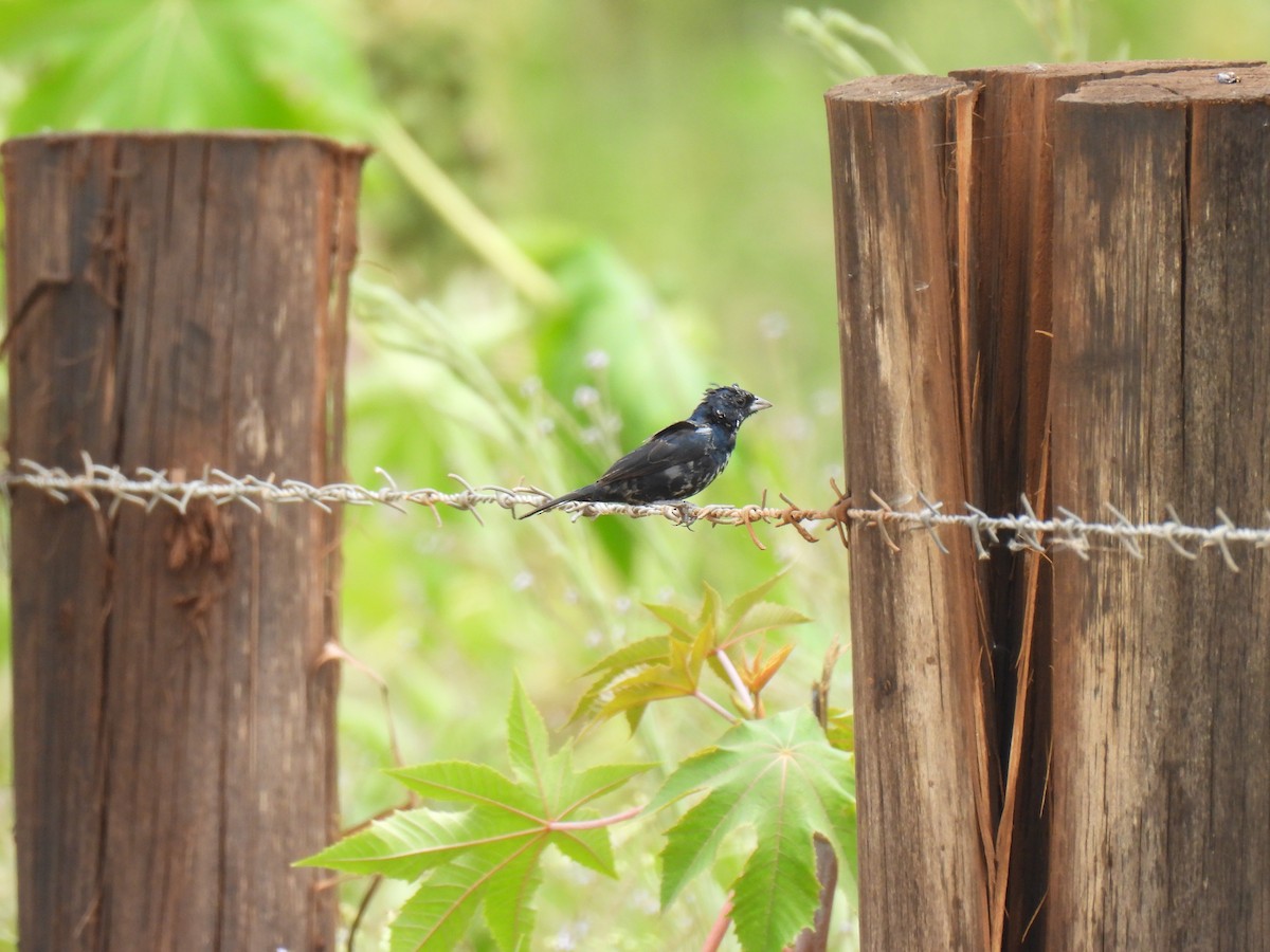 Blue-black Grassquit - ML611331482