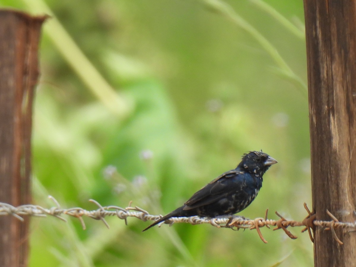 Blue-black Grassquit - ML611331486