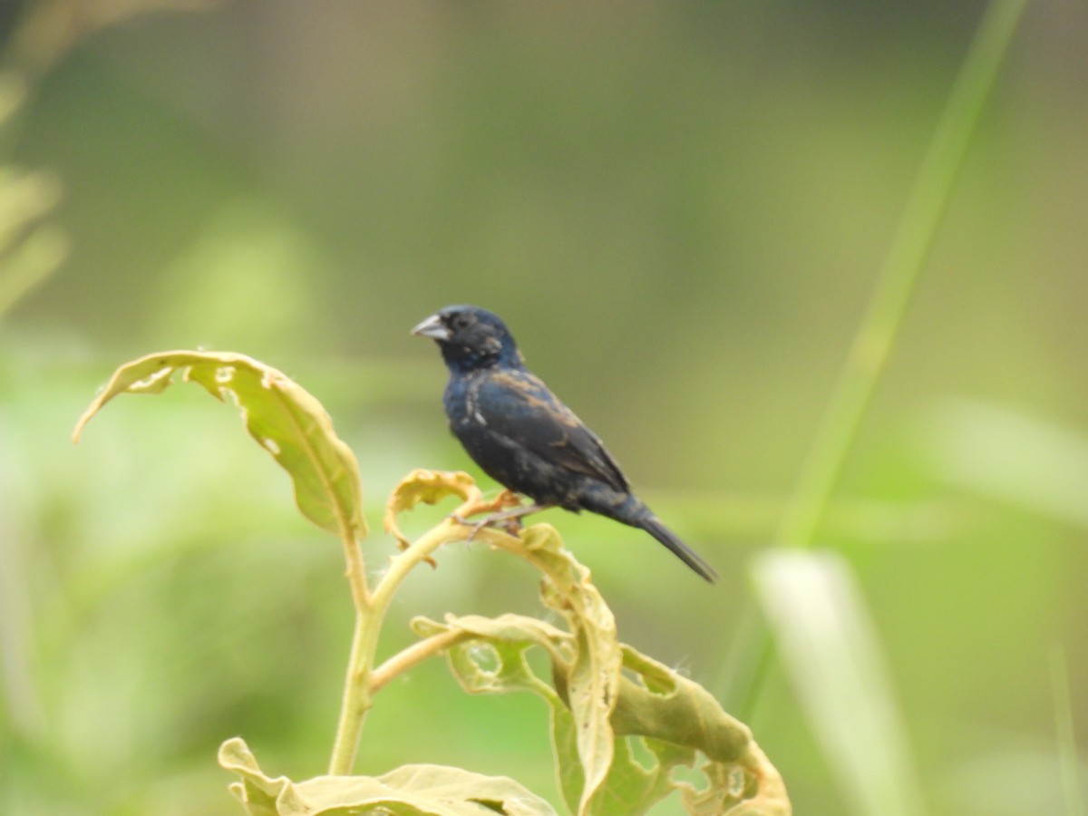 Blue-black Grassquit - ML611331506