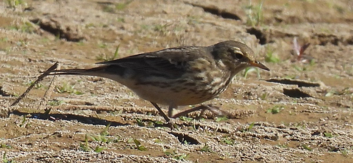 American Pipit - ML611331546