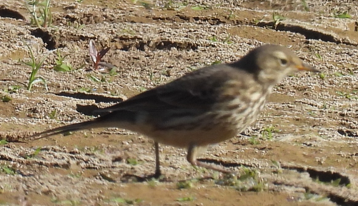 American Pipit - ML611331547