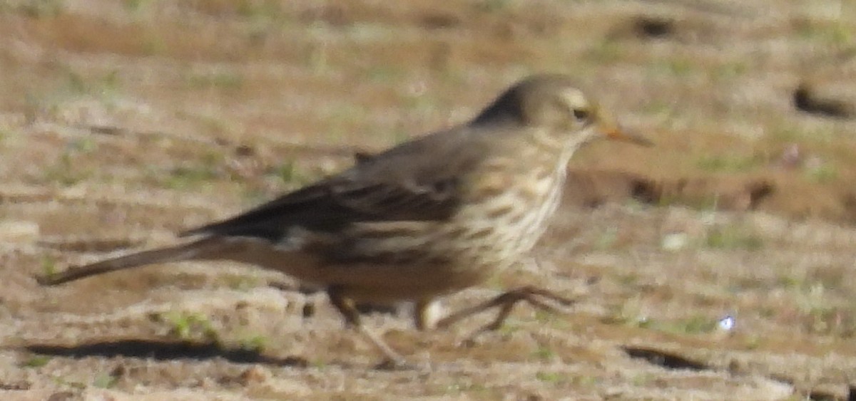 American Pipit - ML611331549