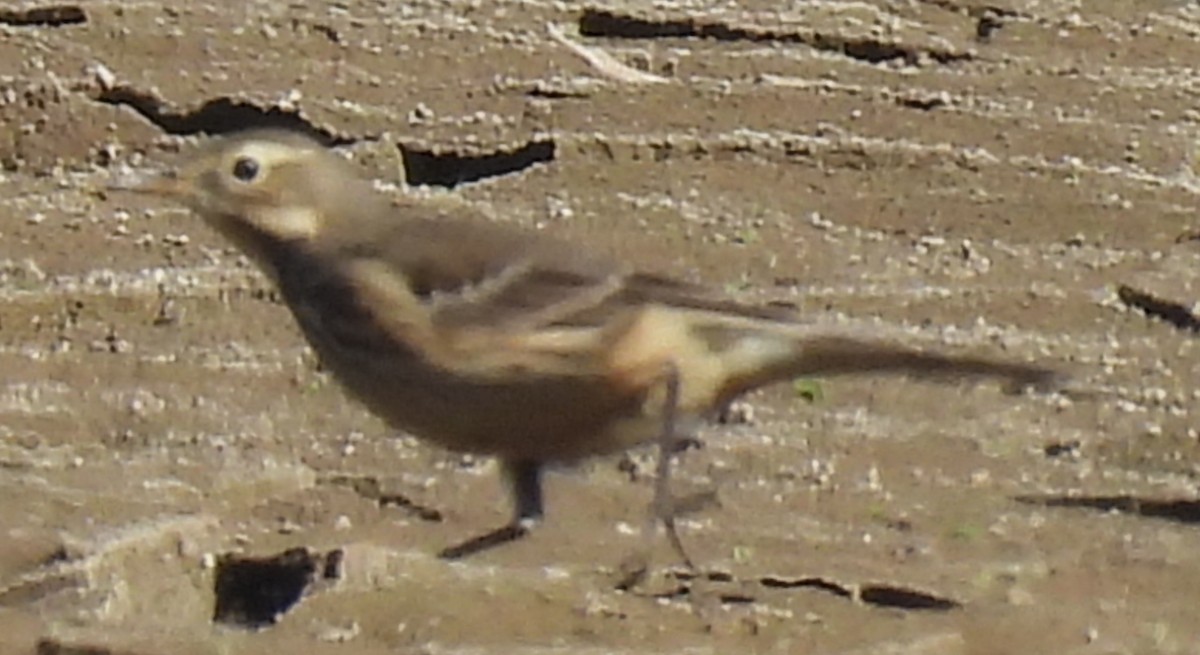 American Pipit - ML611331550