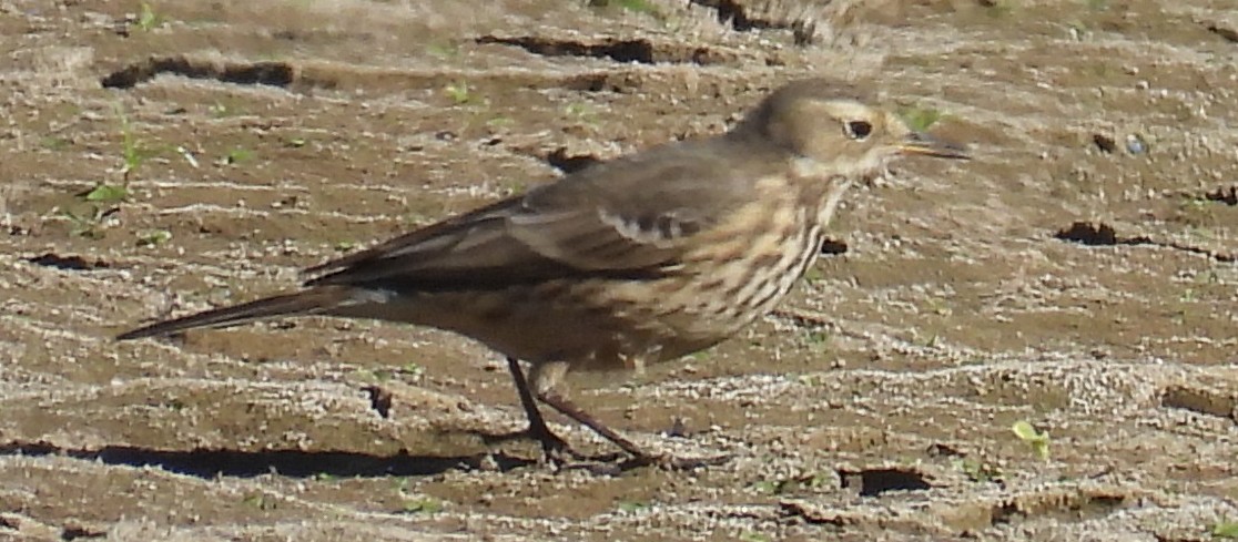 American Pipit - ML611331551