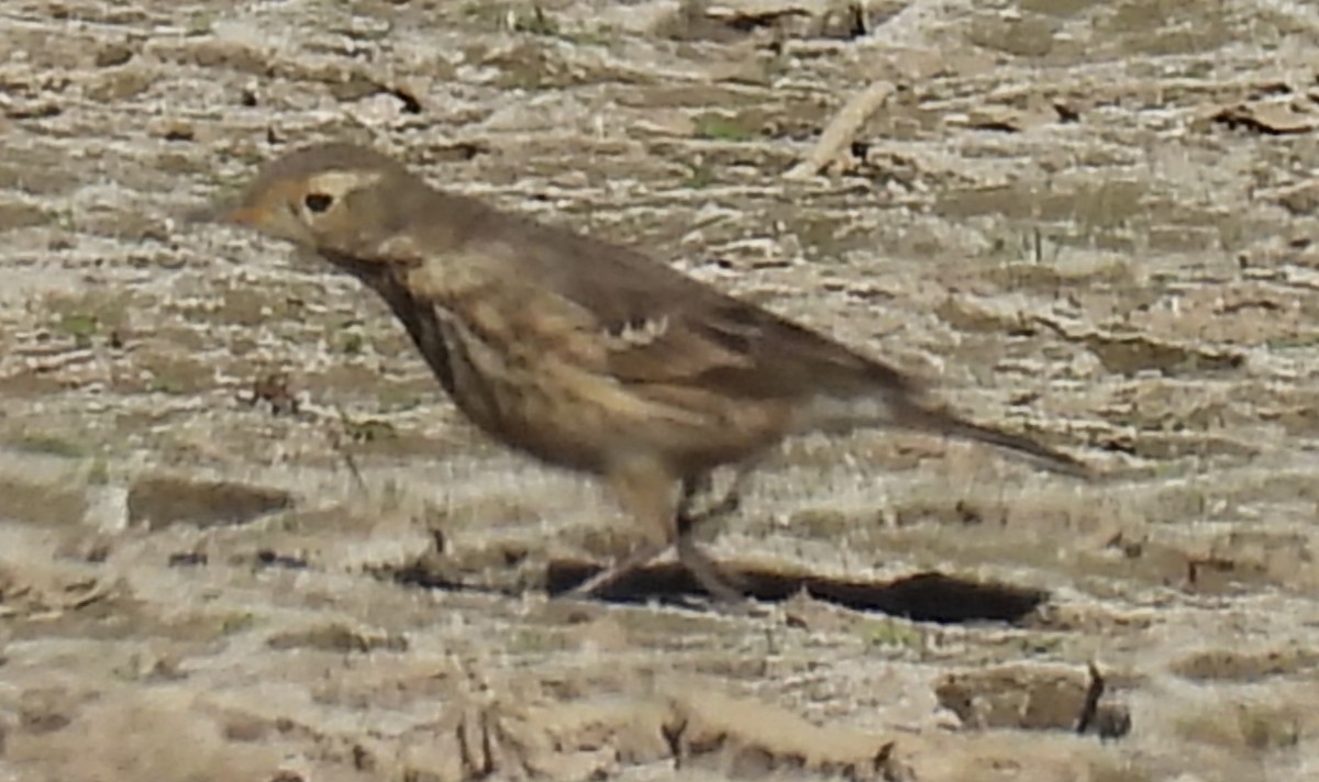 American Pipit - ML611331552