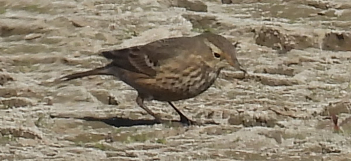 American Pipit - ML611331553