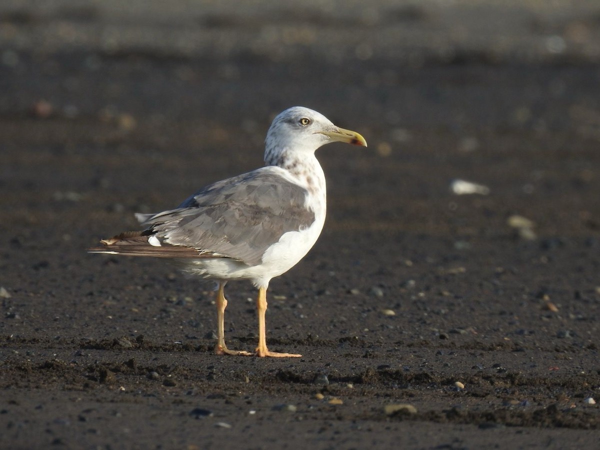 Lesser Black-backed Gull - ML611331605