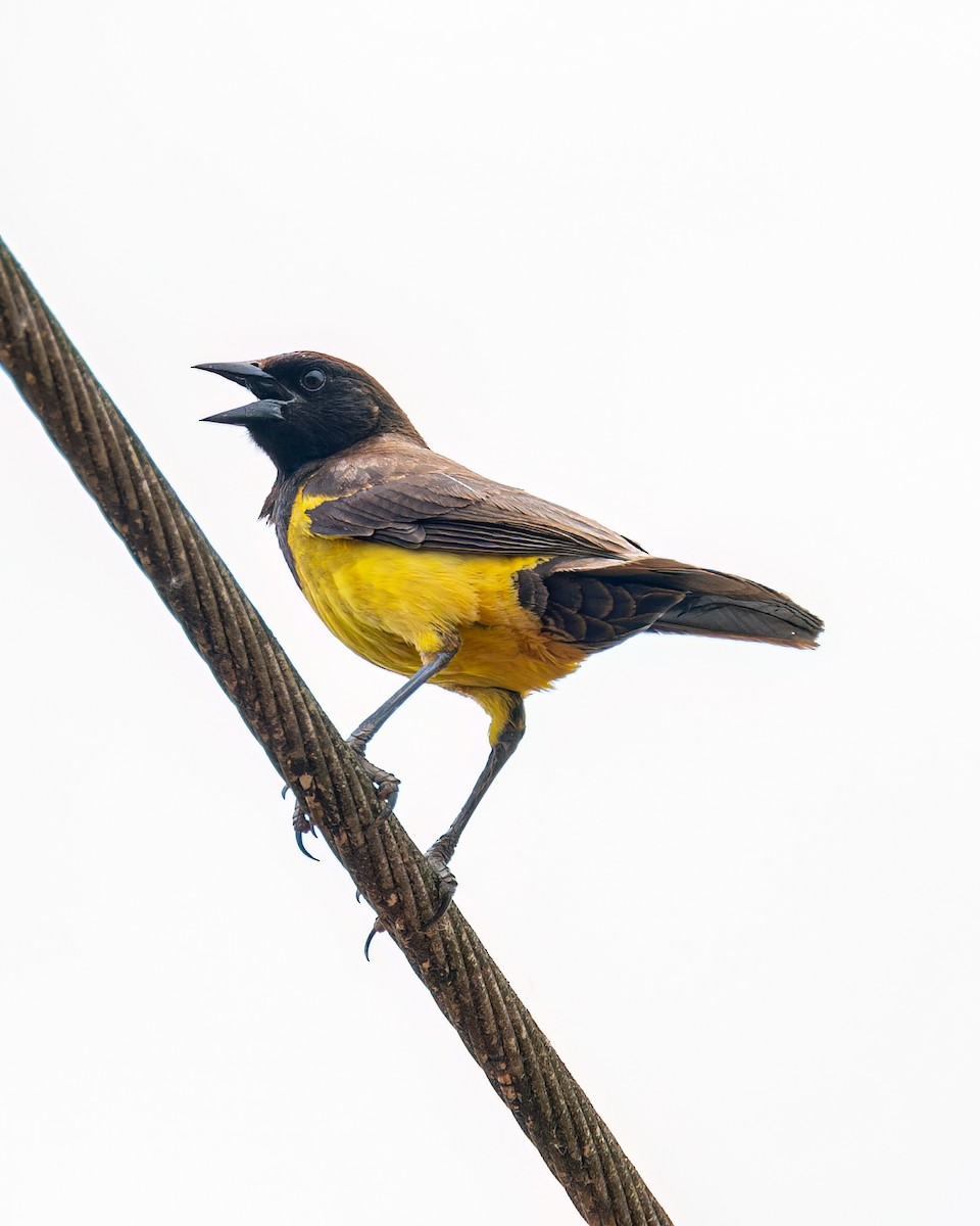 Yellow-rumped Marshbird - ML611331616