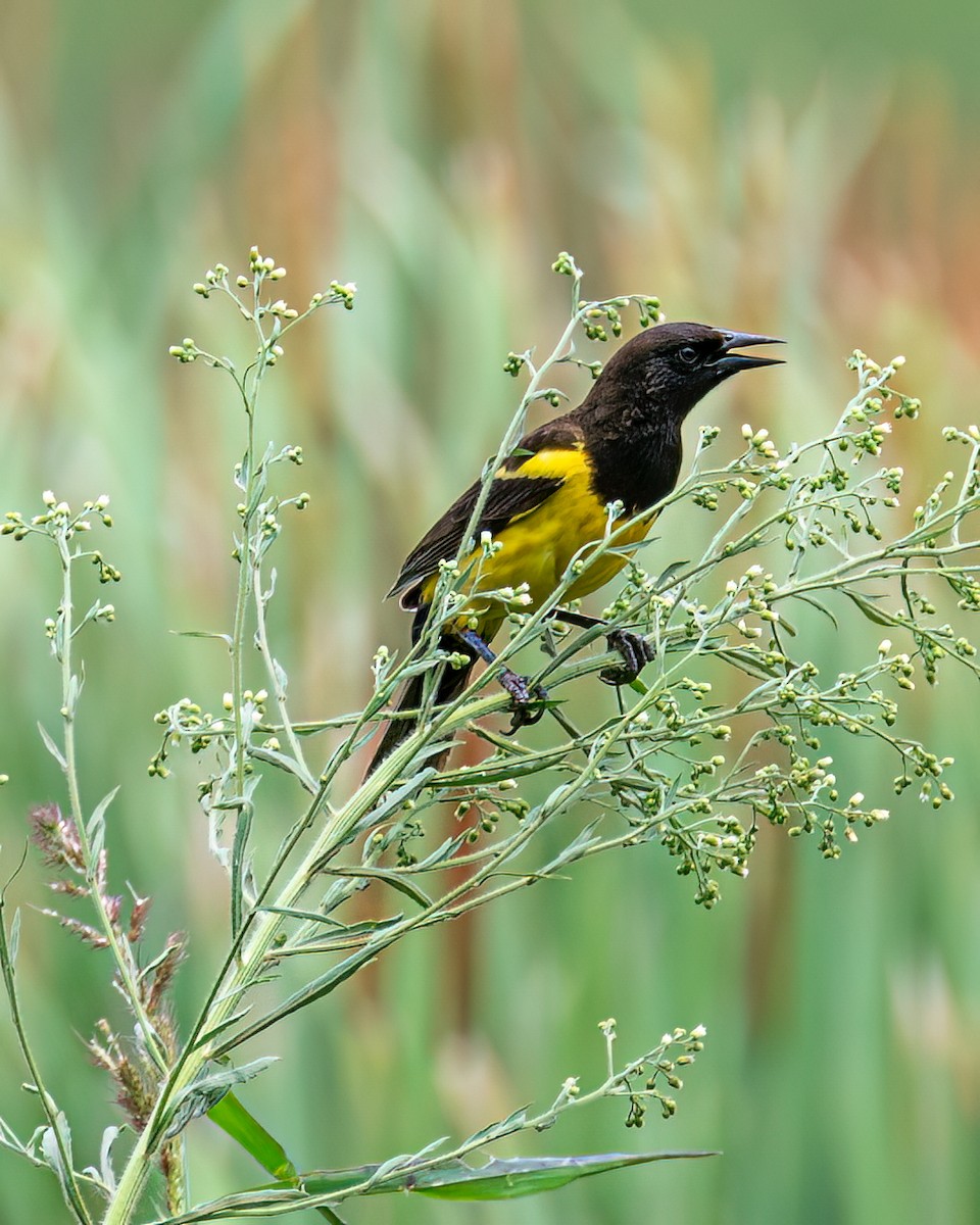 Yellow-rumped Marshbird - ML611331617