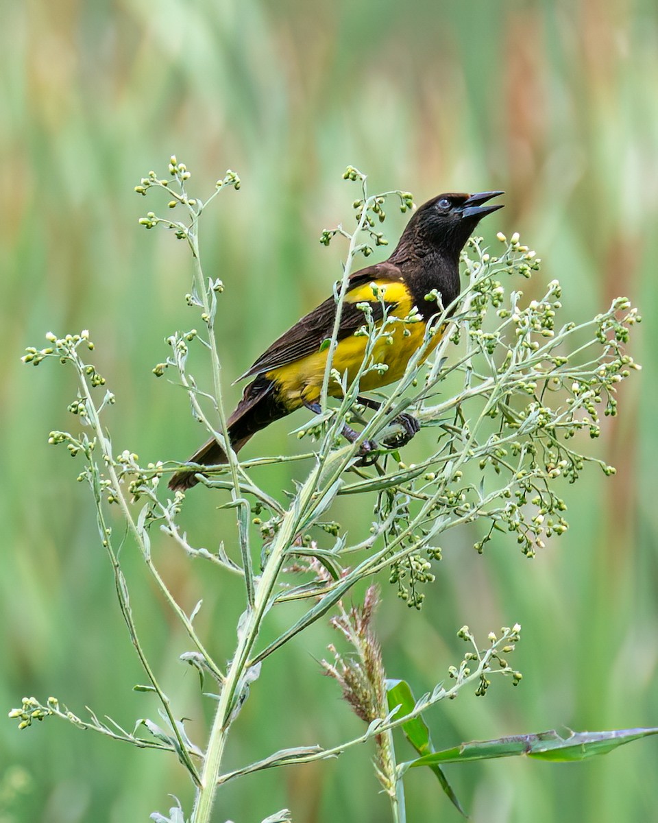 Yellow-rumped Marshbird - ML611331618