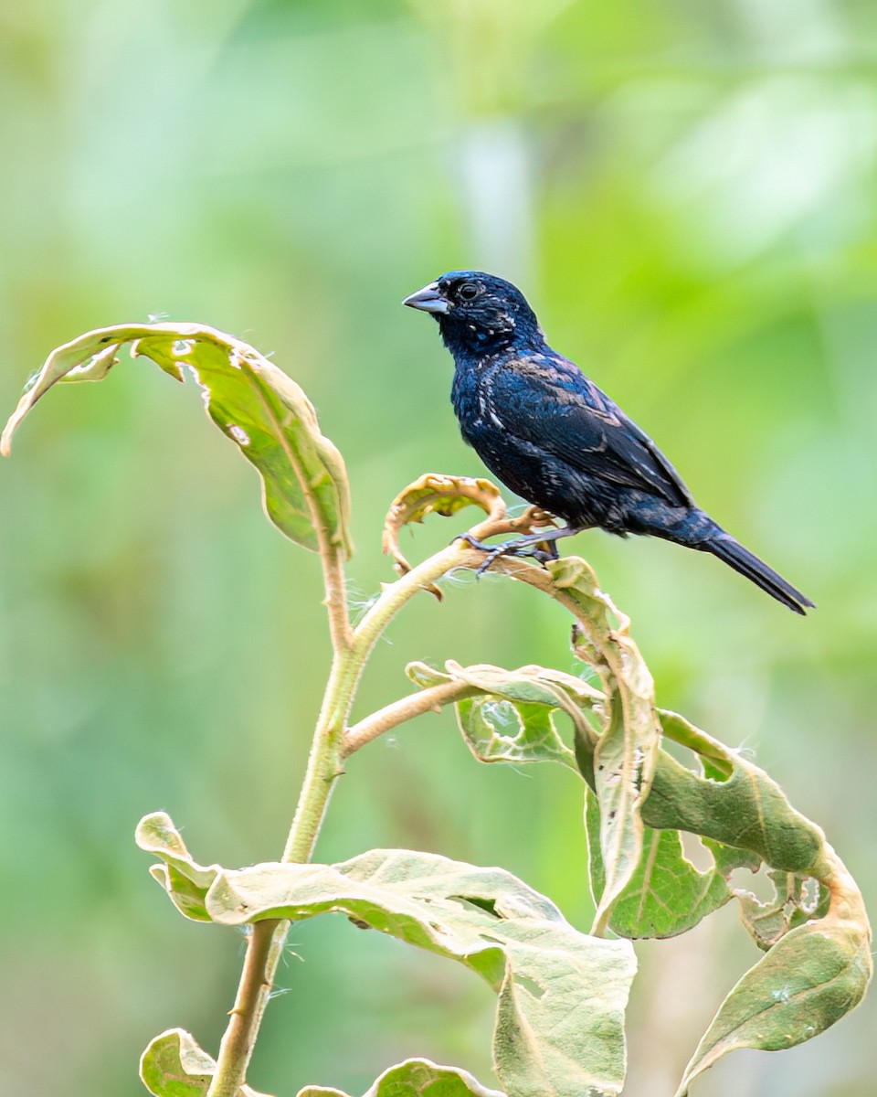 Blue-black Grassquit - Victor Pássaro