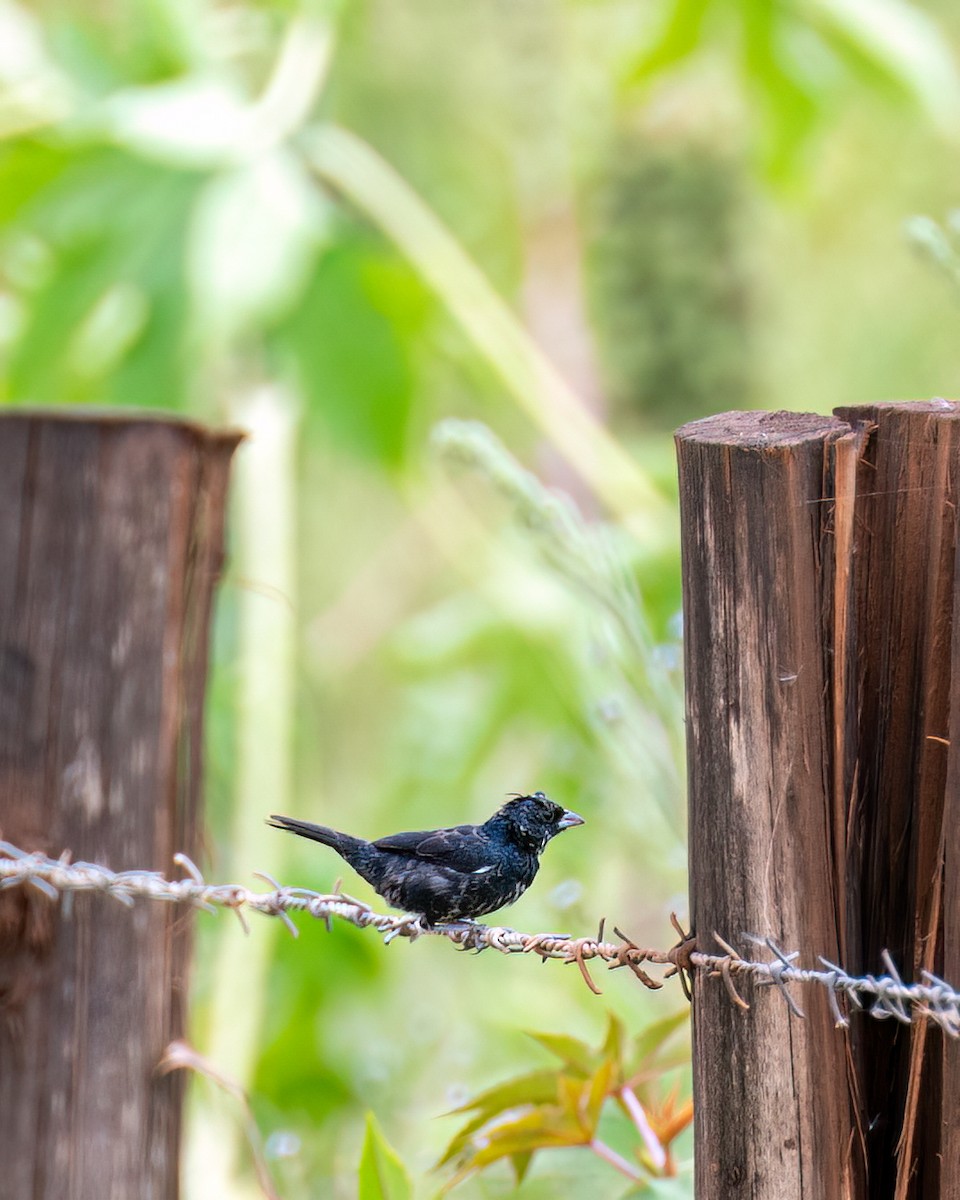 Blue-black Grassquit - ML611331672