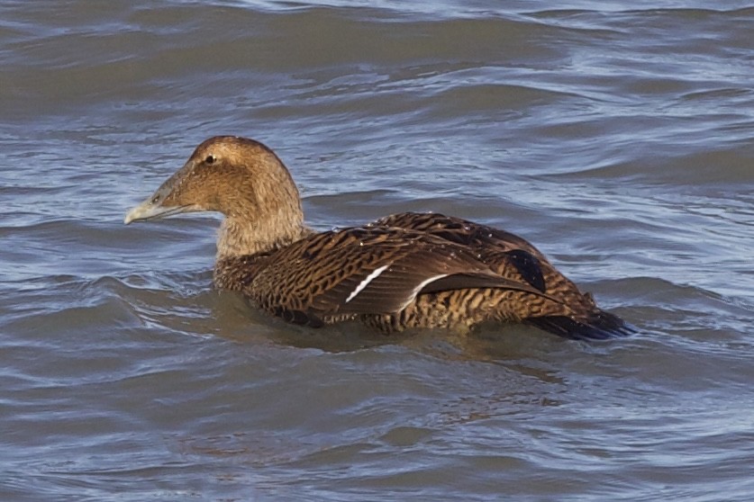 Common Eider - ML611331789