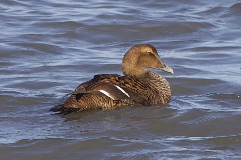 Common Eider - ML611331791