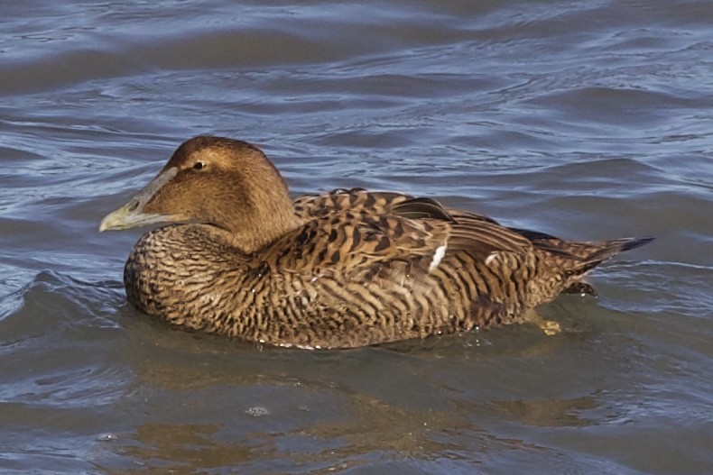 Common Eider - ML611331792