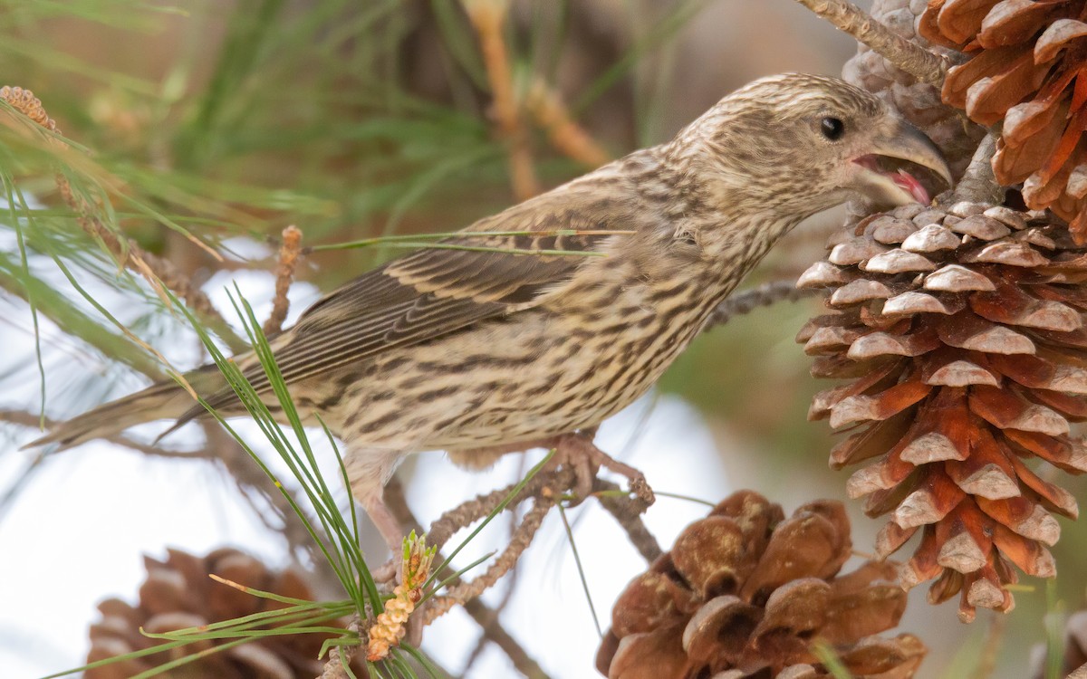 Red Crossbill - ML611331869