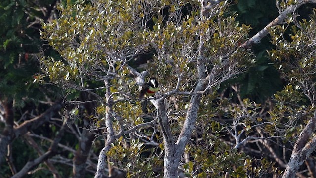 Black-necked Aracari - ML611331884